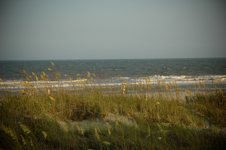 Dune habitat in Myrtle Beach, SC. Image courtesy of Michael McCarthy via the Flickr Creative Commons.