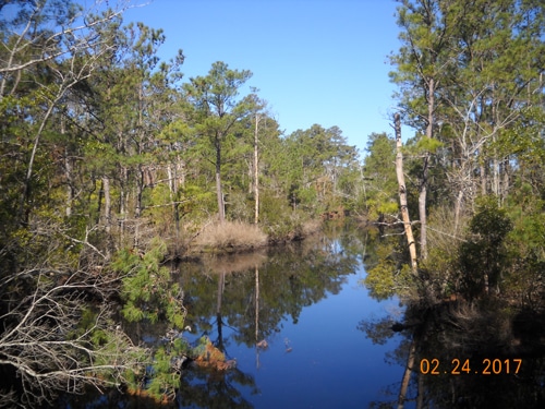 The Kitty Hawk Woods Reserve. Image courtesy of the Town of Kitty Hawk.